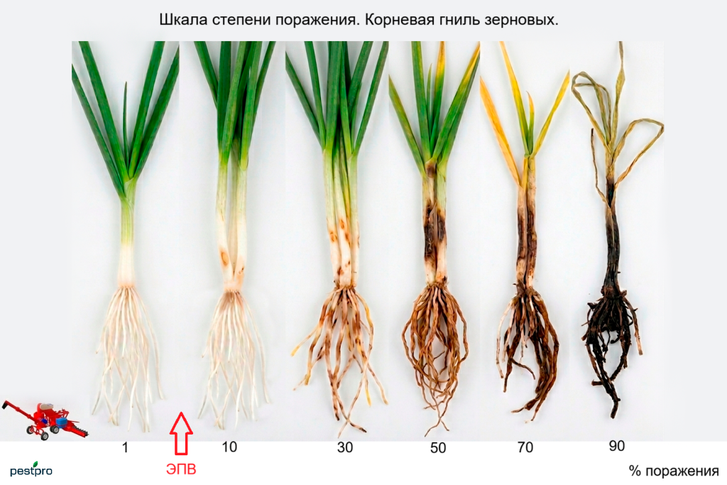 kornevaya_gnil.png kornevaya_gnil.png