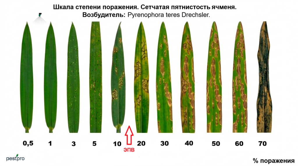setchataya pytnistost yachmen.png