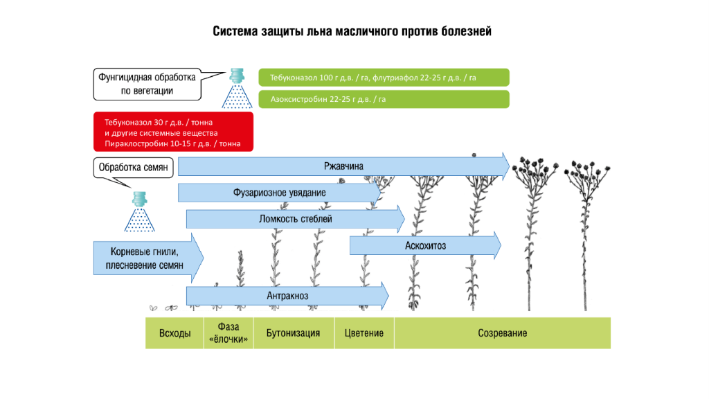 Статья лен форматирование_2_html_b2390473.png