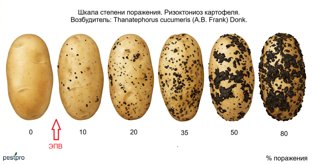 rizoktonioz kartofel.png