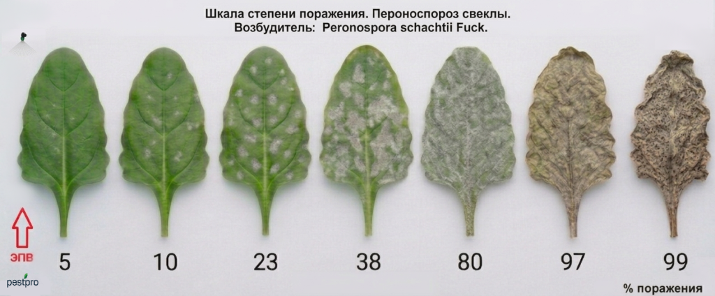 peronosporoz.png
