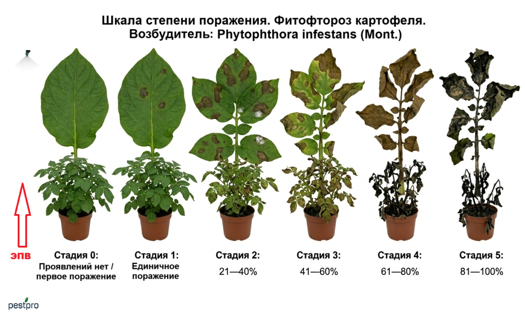 fitoftoroz_kartofel.png fitoftoroz_kartofel.png