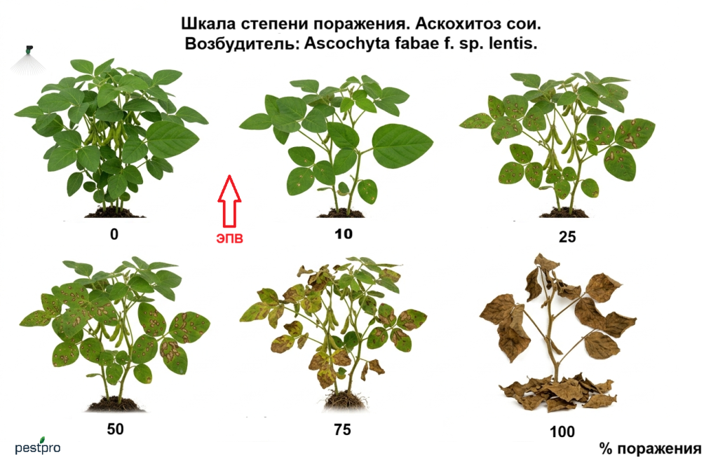 askohitoz_rasteniya.png askohitoz_rasteniya.png